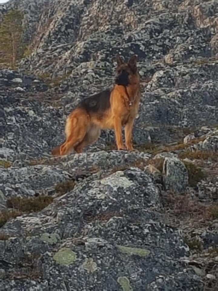 Nydelig Utsikt, Egen Leilighet Med To Parkeringer Movik  Exteriör bild